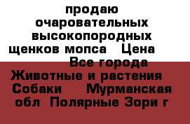 продаю очаровательных высокопородных щенков мопса › Цена ­ 20 000 - Все города Животные и растения » Собаки   . Мурманская обл.,Полярные Зори г.